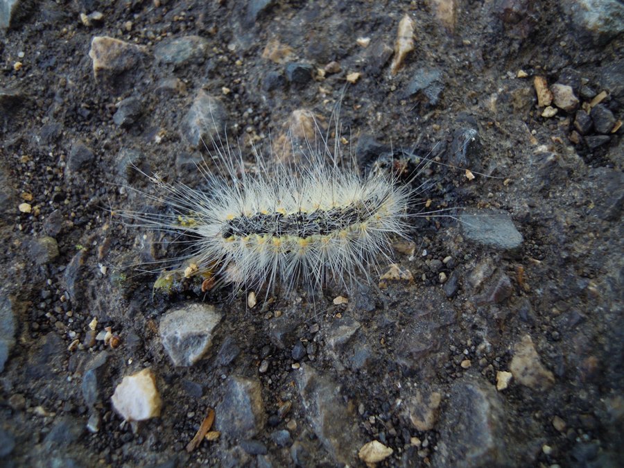 Bruco da determinare 1: Hyphantria cunea - Erebidae